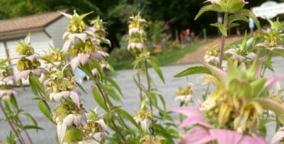 nature trailhead with flowers
