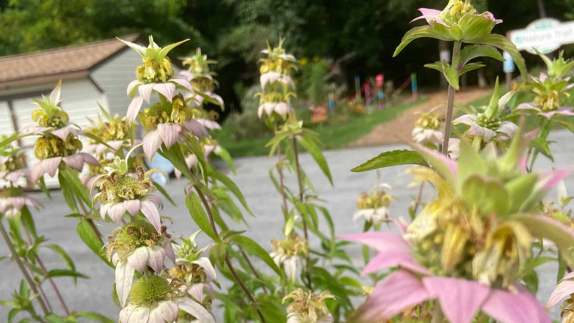 nature trailhead with flowers